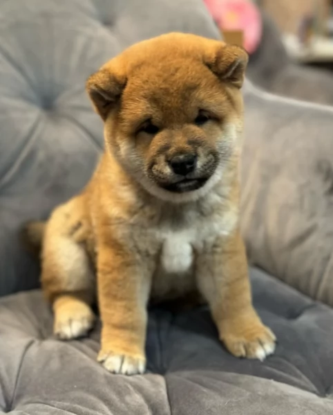bellissimi nani Shiba Inu dolcissimi | Foto 3