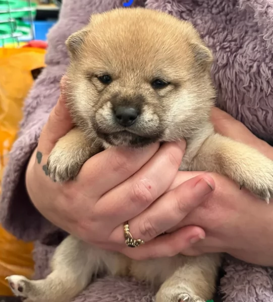 bellissimi nani Shiba Inu dolcissimi | Foto 3