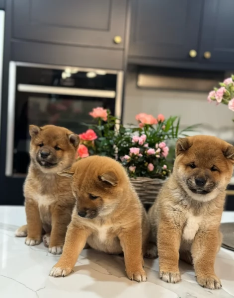 bellissimi nani Shiba Inu dolcissimi | Foto 2