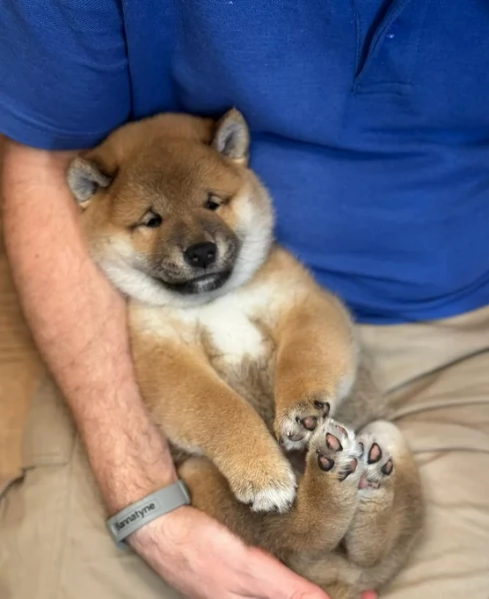 bellissimi nani Shiba Inu dolcissimi