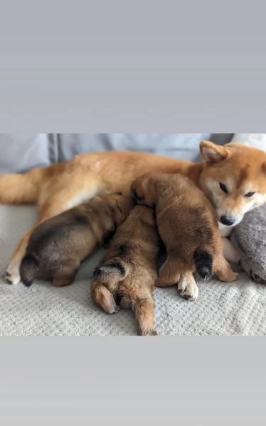 bellissimi nani Shiba Inu dolcissimi | Foto 0