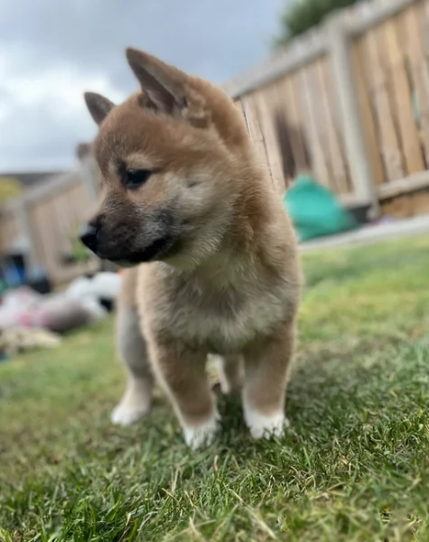 bellissimi nani Shiba Inu dolcissimi | Foto 6