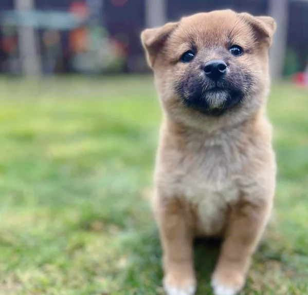 bellissimi nani Shiba Inu dolcissimi | Foto 4