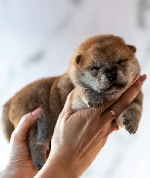 bellissimi nani Shiba Inu dolcissimi