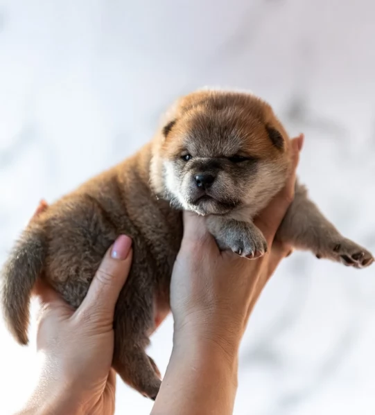 bellissimi nani Shiba Inu dolcissimi | Foto 1