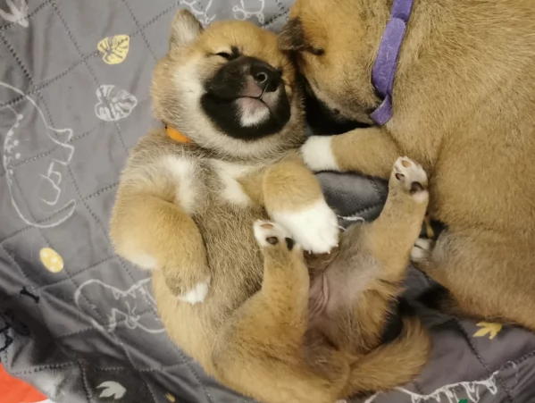 bellissimi nani Shiba Inu dolcissimi | Foto 3