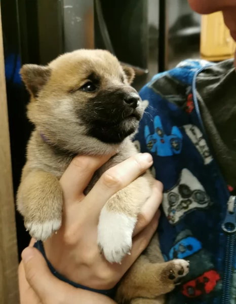 bellissimi nani Shiba Inu dolcissimi | Foto 1
