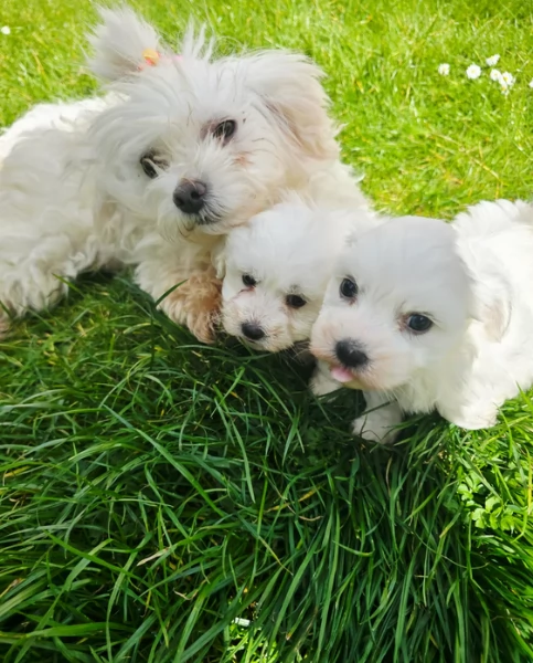 meravigliosi maltese maschio e femmina per ladozione | Foto 1