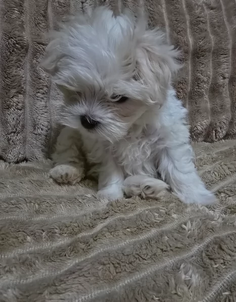 meravigliosi maltese maschio e femmina per ladozione | Foto 0
