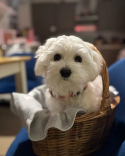 meravigliosi maltese maschio e femmina per ladozione | Foto 2