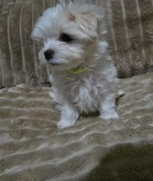 meravigliosi maltese maschio e femmina per ladozione | Foto 0