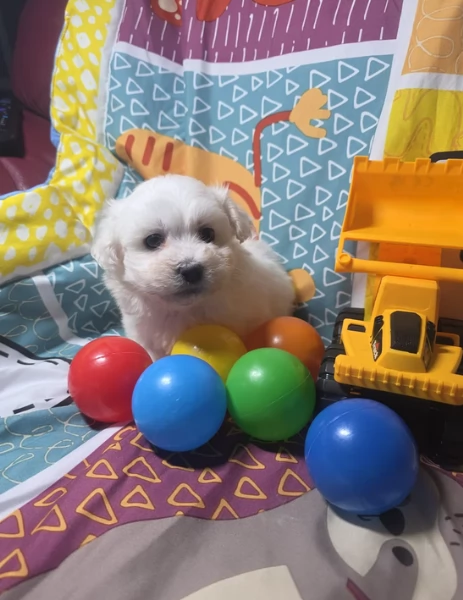 meravigliosi maltese maschio e femmina per ladozione | Foto 1