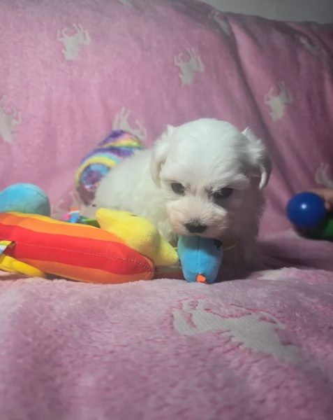meravigliosi maltese maschio e femmina per ladozione | Foto 0