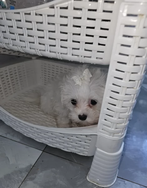 meravigliosi maltese maschio e femmina per ladozione