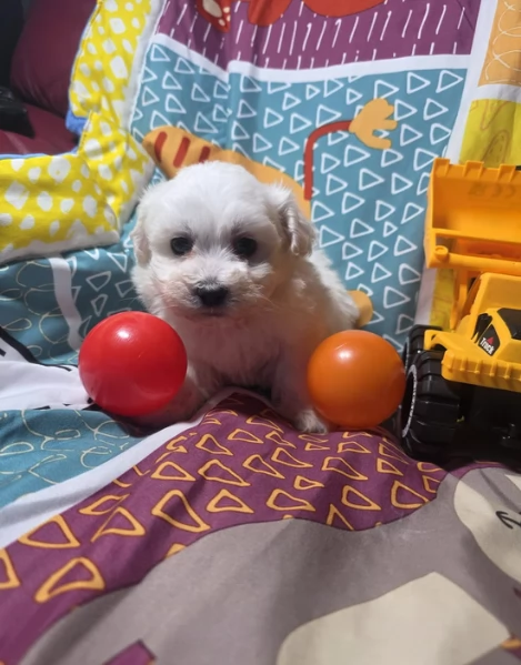 meravigliosi maltese maschio e femmina per ladozione | Foto 0
