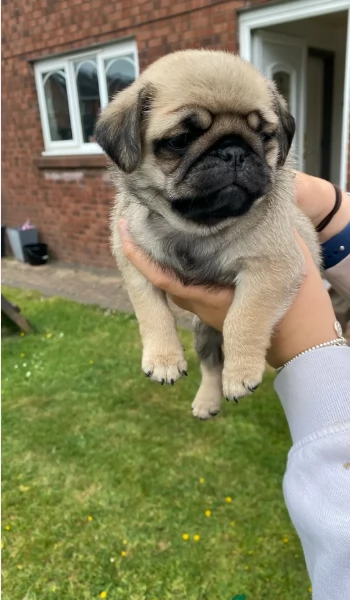 meravigliosi carlino di razza pura taglia picola per adozione | Foto 2