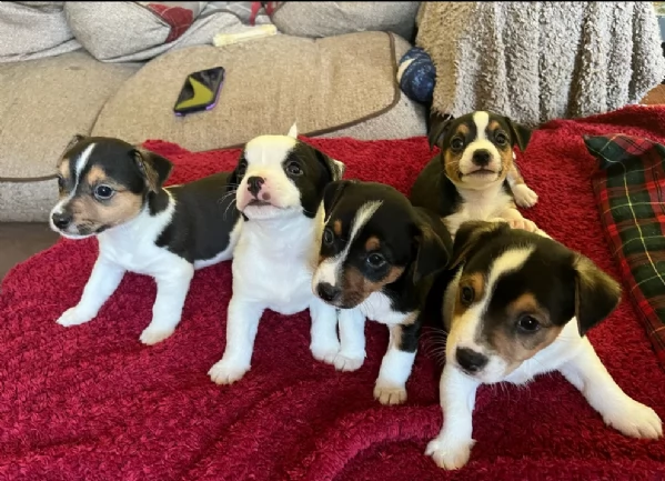 dolcissimi e piccolissimi cuccioli jack russel per adozione