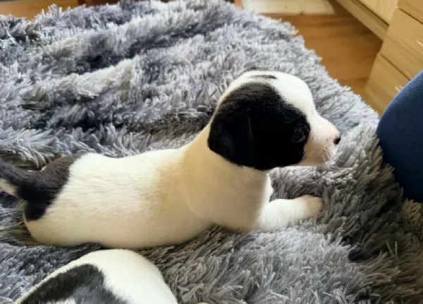 dolcissimi e piccolissimi cuccioli jack russel per adozione | Foto 1