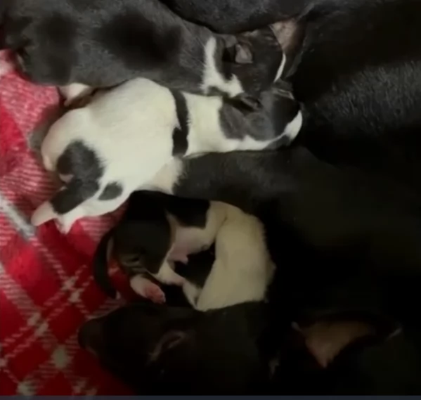 dolcissimi e piccolissimi cuccioli jack russel per adozione | Foto 0