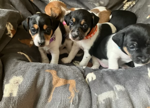 dolcissimi e piccolissimi cuccioli jack russel per adozione | Foto 0