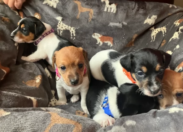dolcissimi e piccolissimi cuccioli jack russel per adozione