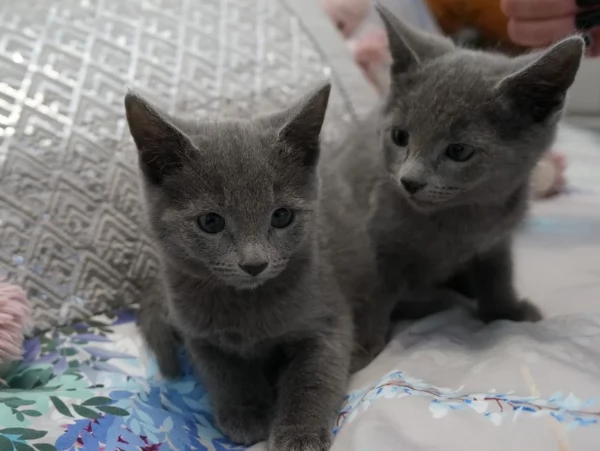 Blu di russia puri gattini | Foto 0