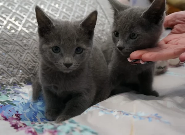Blu di russia puri gattini