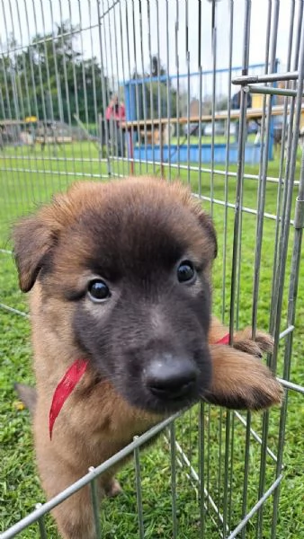 Cuccioli di pastore belga tervueren disponibili per adozione  | Foto 2