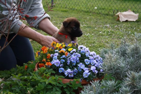 Cuccioli di pastore belga tervueren disponibili per adozione  | Foto 1
