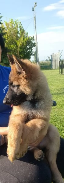 Cucciolo di pastore belga  | Foto 1