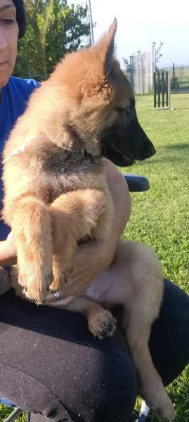 Cucciolo di pastore belga  | Foto 0