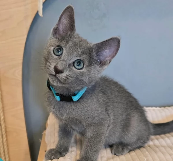Gattini Blu di Russia