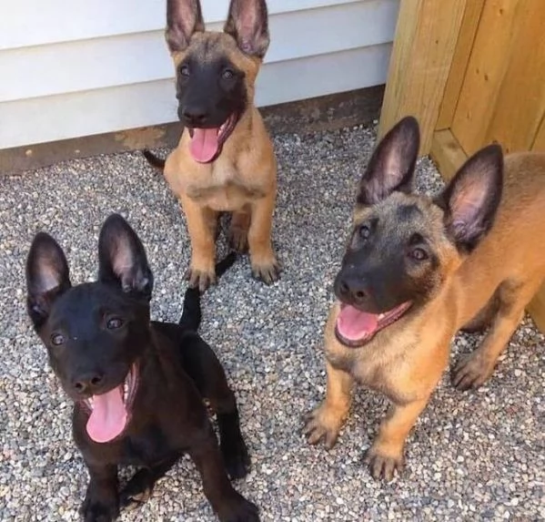 Cuccioli di Malinois belga | Foto 1