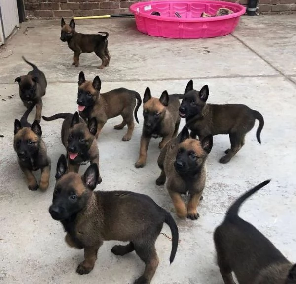 Cuccioli di Malinois belga | Foto 0