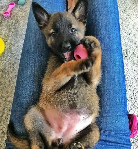 Cuccioli di Malinois belga