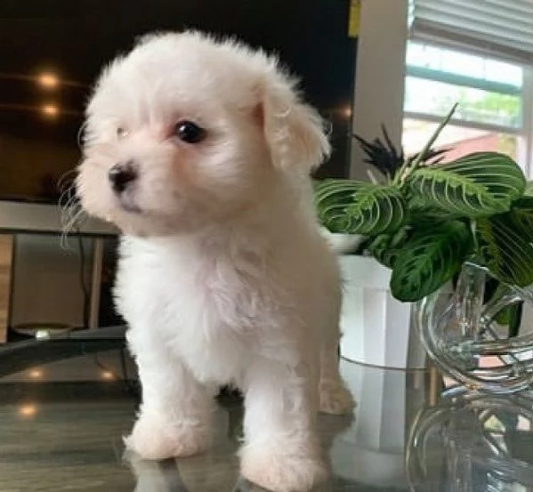 Cuccioli di Maltese toy | Foto 2