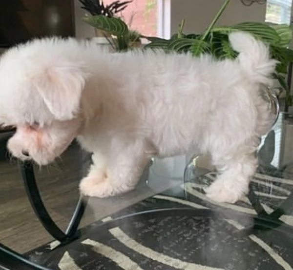 Cuccioli di Maltese toy | Foto 0