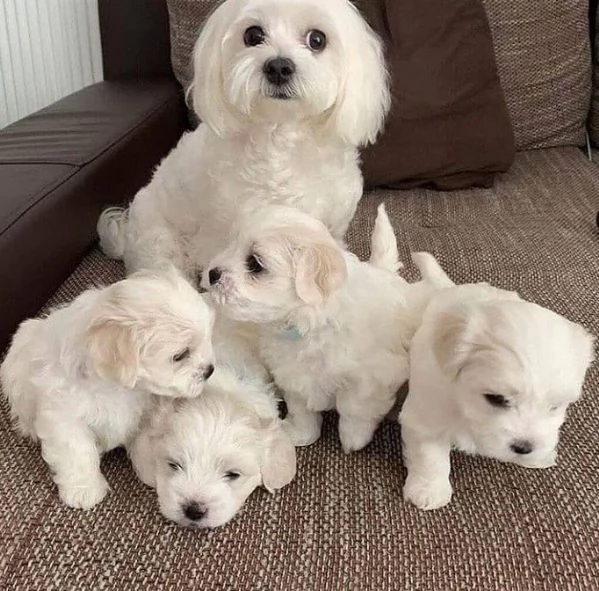 Cuccioli di Maltese toy