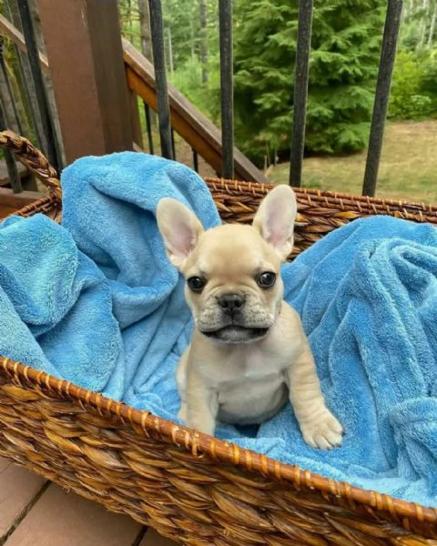 CuccioliDiBulldogFrancese