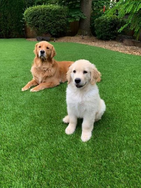 CuccioliDiGoldenRetriever | Foto 1