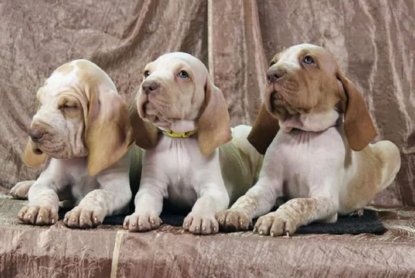 BraccoItaliano | Foto 1