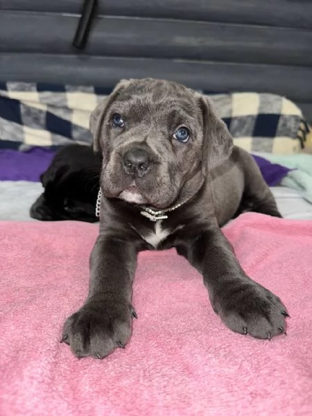 Cane Corso | Foto 2