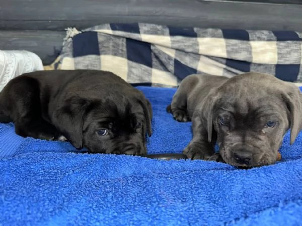 Cane Corso | Foto 0