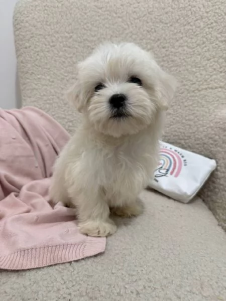 Maltipoo | Foto 4