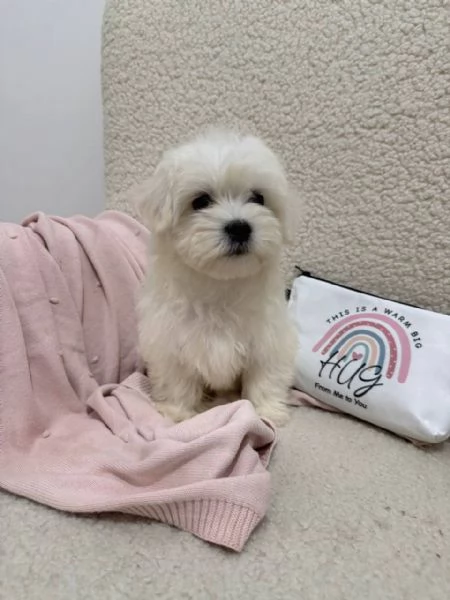 Maltipoo | Foto 0