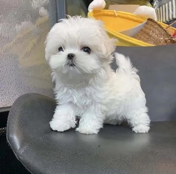 Cuccioli di Maltese toy | Foto 1