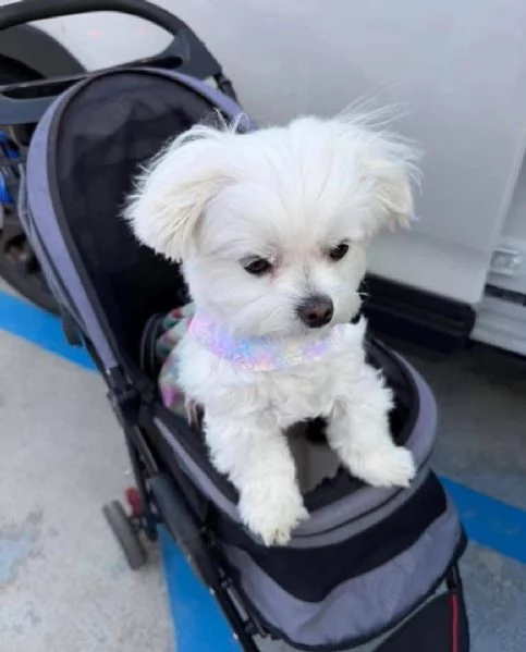 Cuccioli di Maltese toy