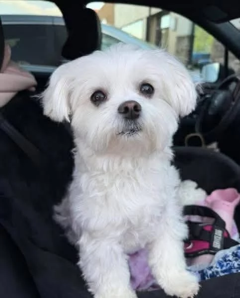 Cuccioli di Maltese toy | Foto 1