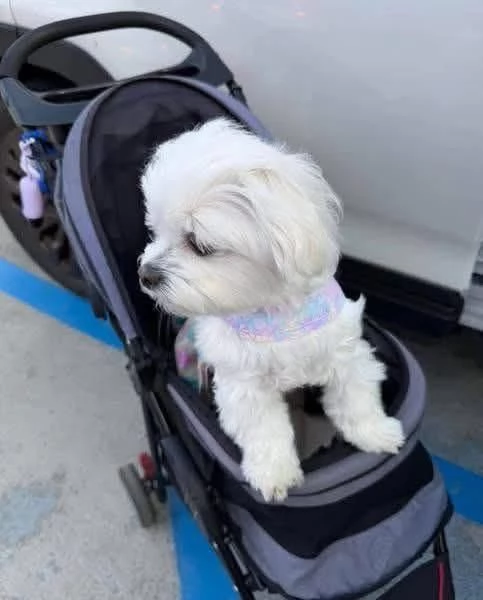 Cuccioli di Maltese toy | Foto 0