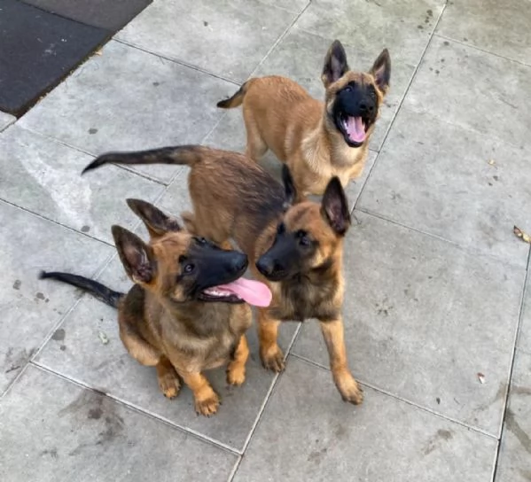 Bellissimi cuccioli di Pastore Belga Malinois subito disponibili, | Foto 1